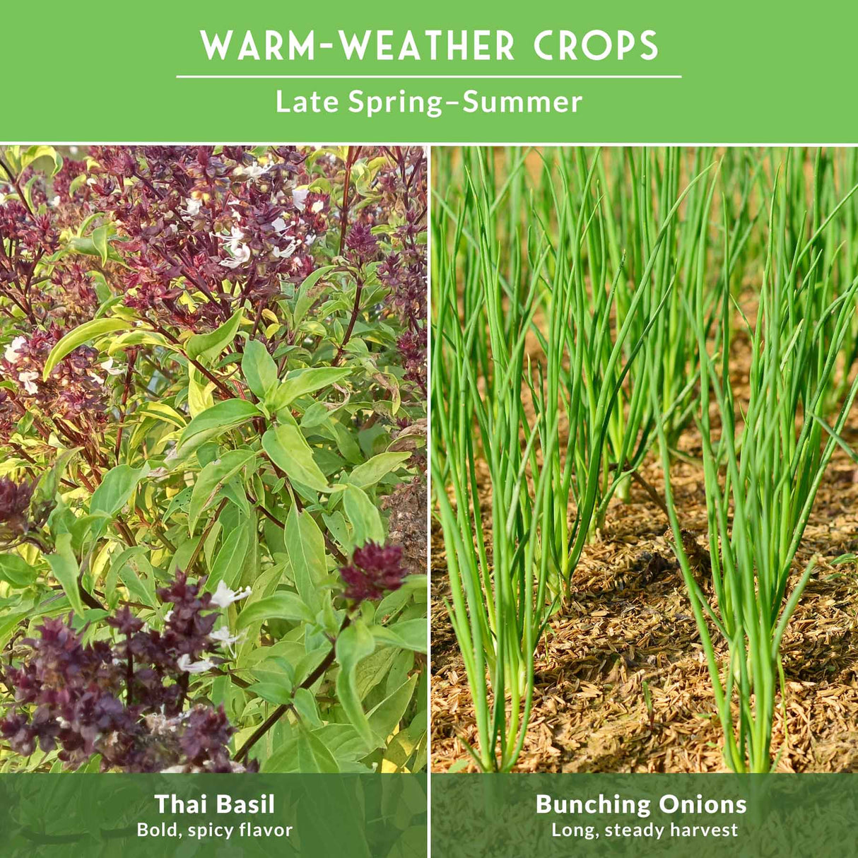 Two images of plants with text about Thai Basil and Bunching Onions on a green background.