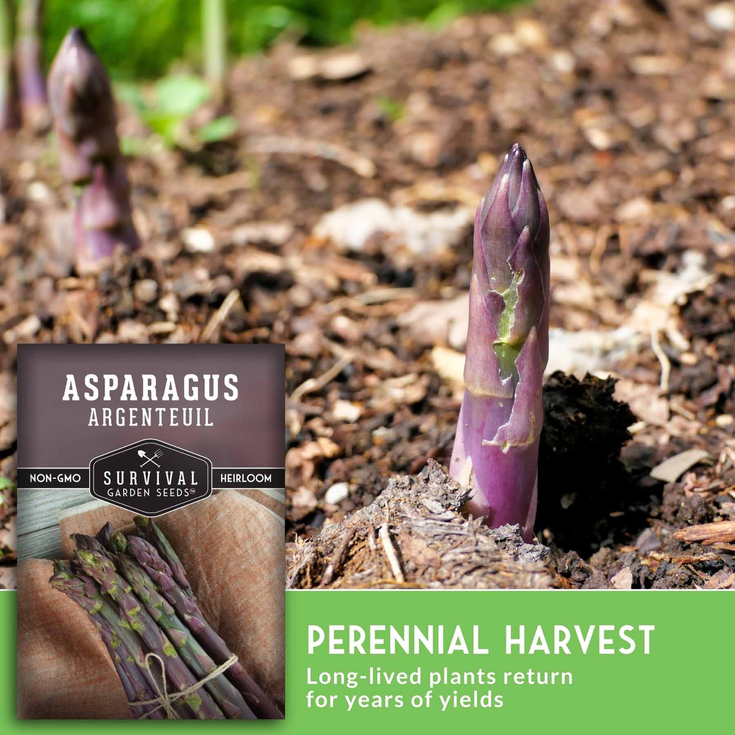 Purple asparagus sprout with text that says perennial Harvest