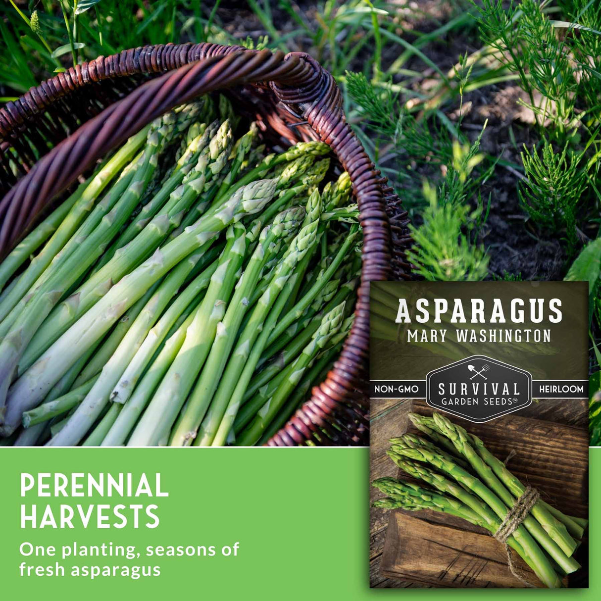 A basket of fresh green asparagus in a garden next to a seed packet labeled 'ASPARAGUS MARY WASHINGTON' and a green banner reading 'PERENNIAL HARVESTS'.