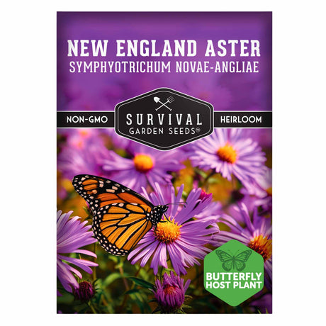 1 Packet of New England Aster Seeds