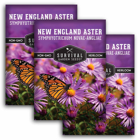 3 Packets of New England Aster Seeds