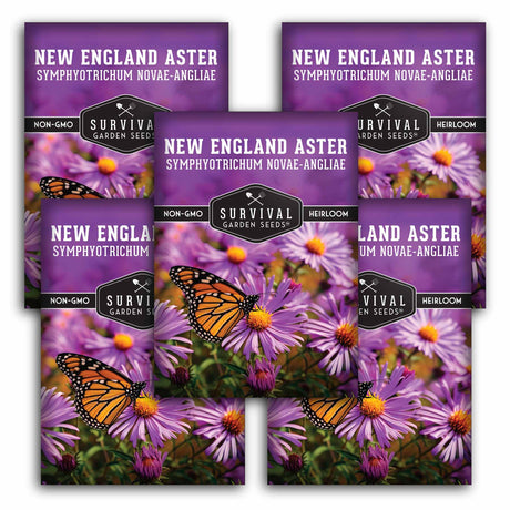 5 Packets of New England Aster Seeds