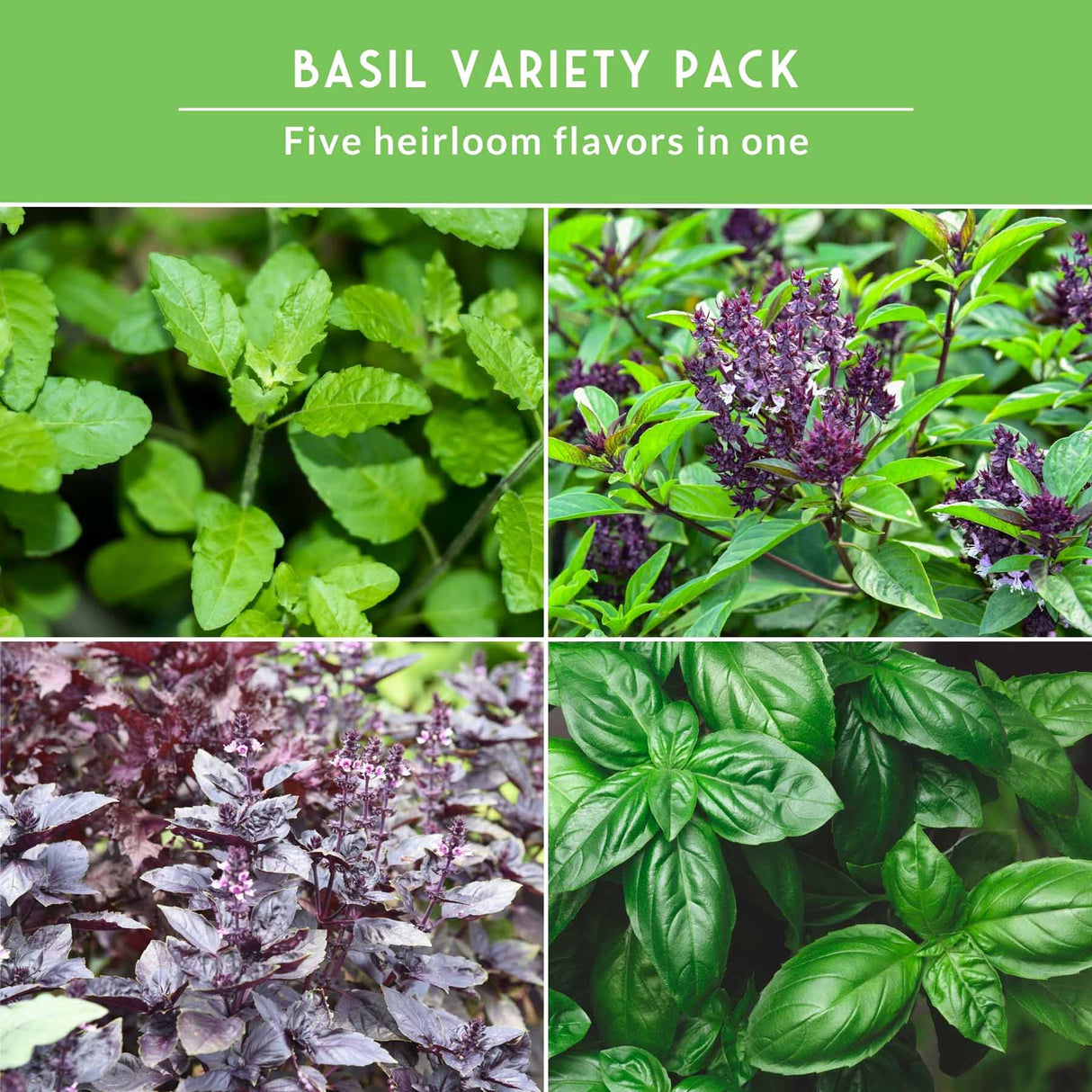 Collage of basil plants with text 'Basil Variety Pack' and 'Five heirloom flavors in one' on a green background.