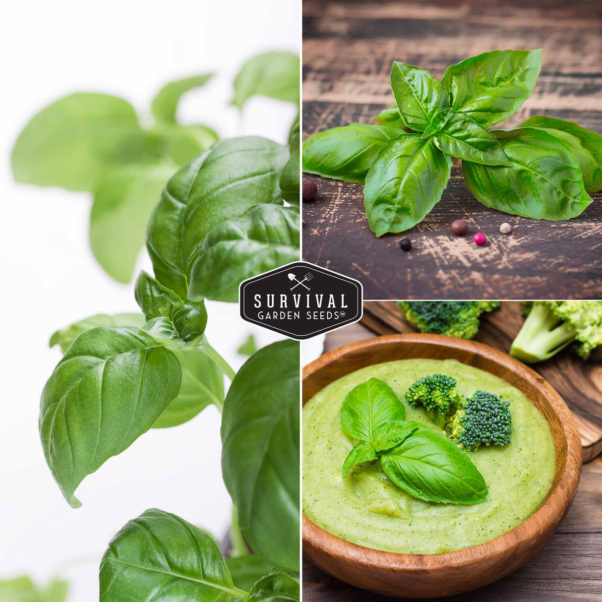 Collage of basil leaves with a bowl of green soup andSurvival Garden Seeds logo.