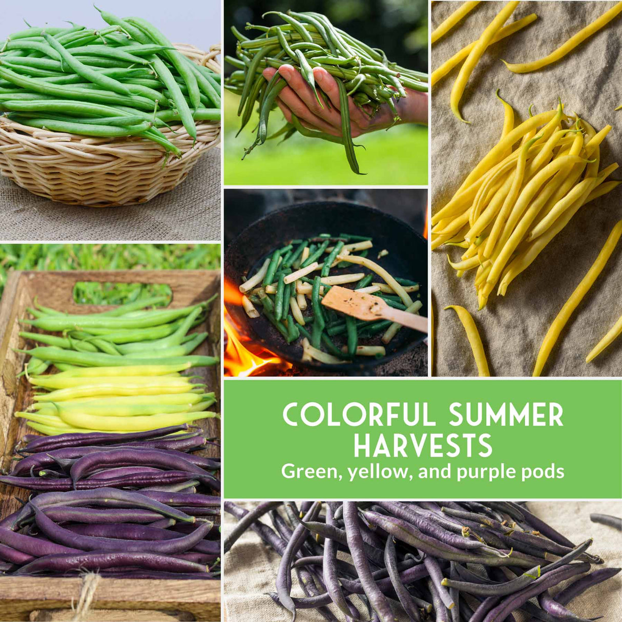 Collage of green, yellow, and purple bean pods with cooking scene and text 'Colorful Summer Harvests'.