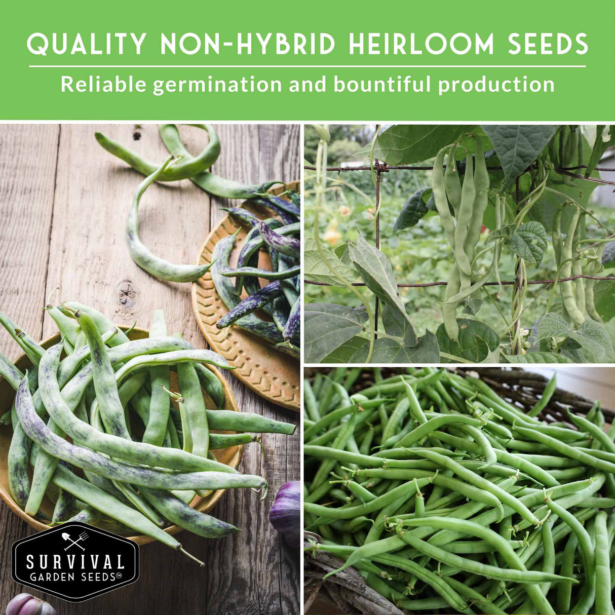 Collage of green beans with text about non-hybrid heirloom seeds and Survival Garden Seeds branding.