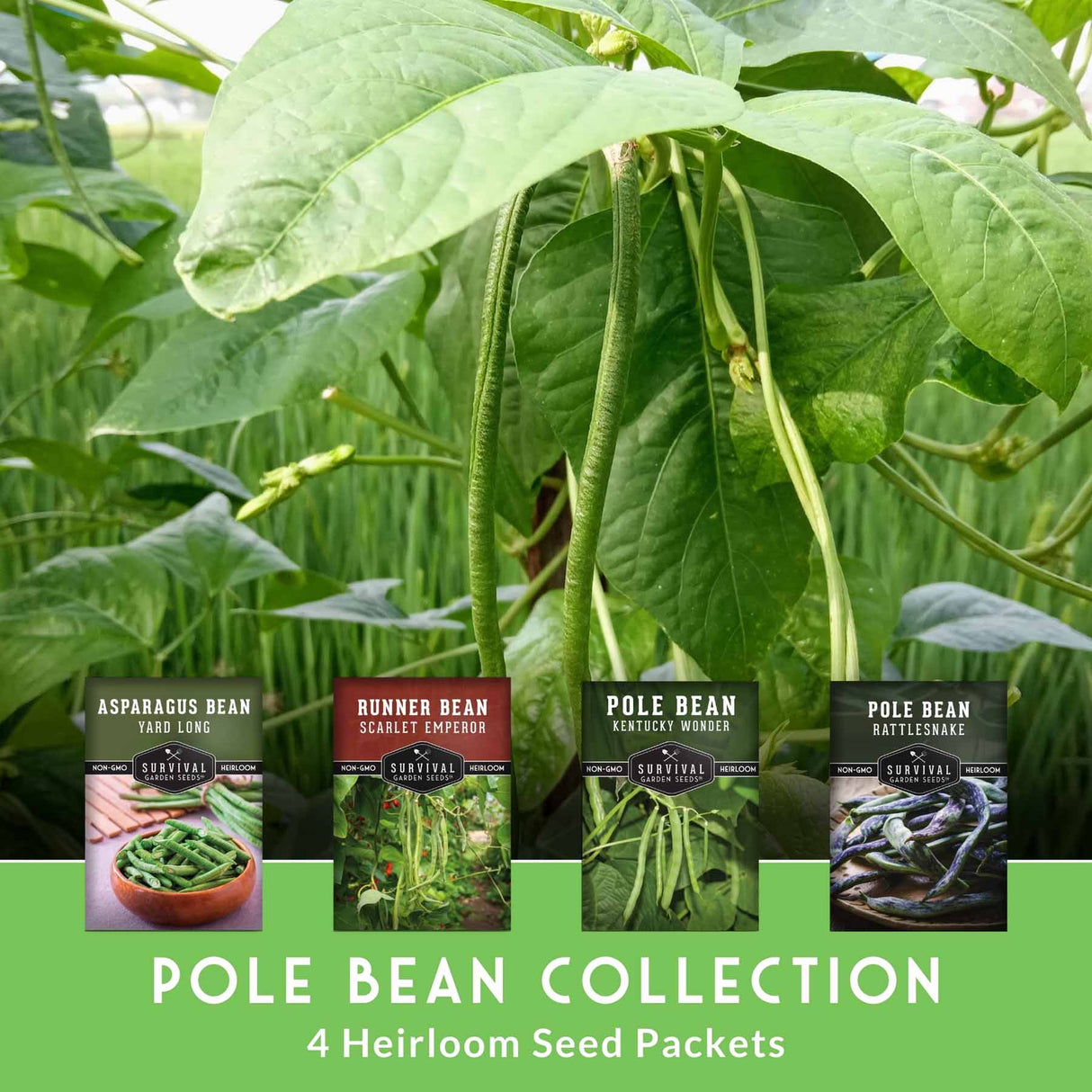 Pole bean plants with seed packets displayed below on a green background