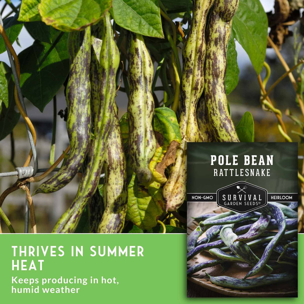 Mottled green and brown pole bean pods hanging from a vine on a garden trellis, with a product label overlay reading 'Pole Bean Rattlesnake' and marketing text about summer heat tolerance.