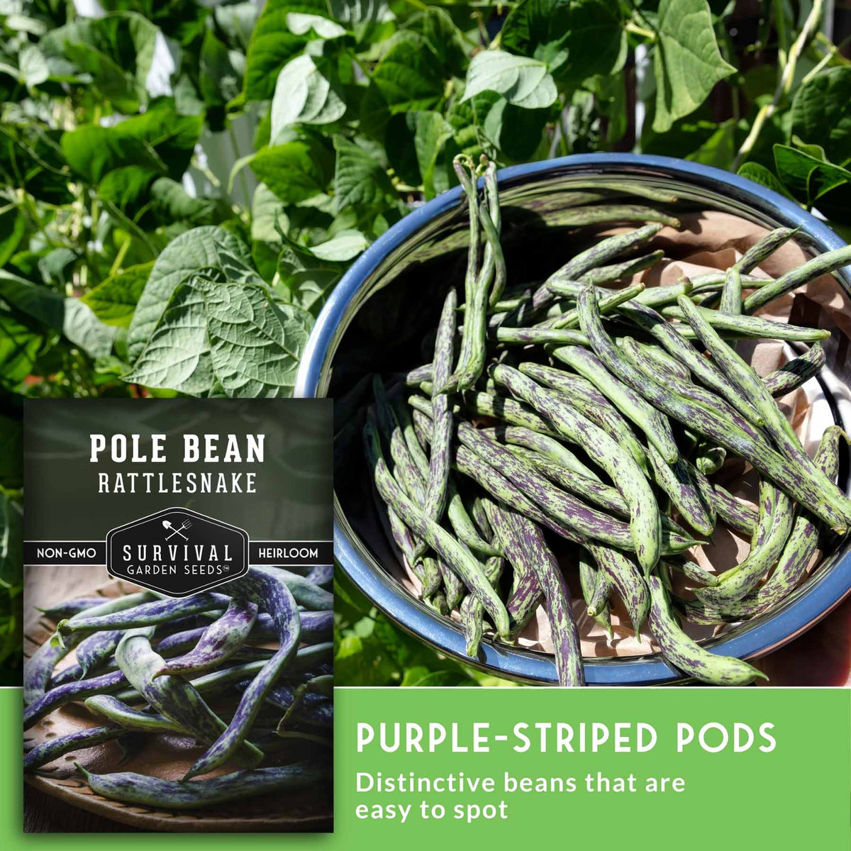 A bowl filled with long green pole beans showing purple stripes, set in a garden with leafy plants. A product label for 'Pole Bean Rattlesnake' by Survival Garden Seeds is shown in the lower left, with text reading 'Purple-Striped Pods' on a green banner at the bottom.