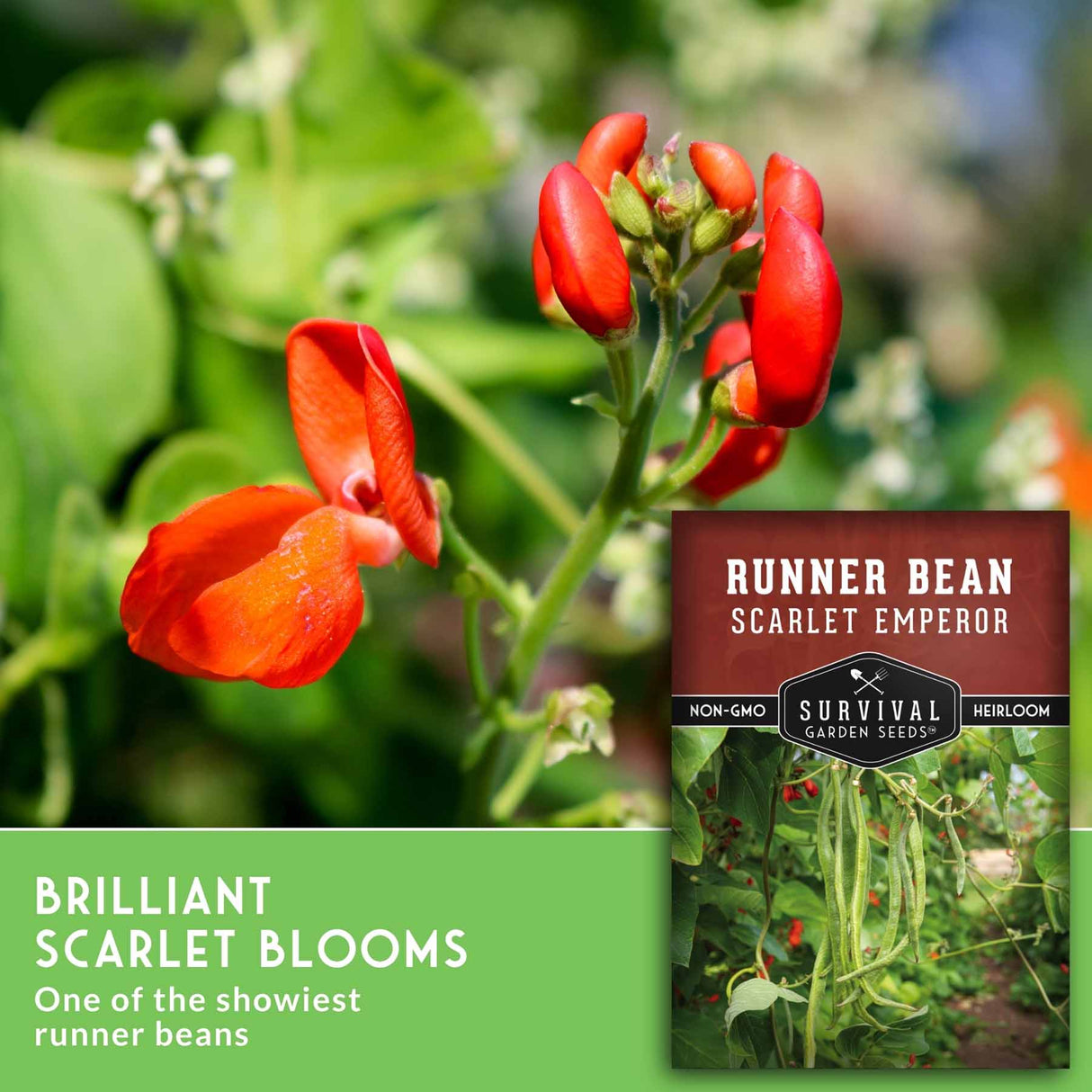 A seed packet for 'Survival Garden Seeds' Scarlet Emperor runner bean is shown next to a close-up photograph of bright red scarlet flowers blooming on a green plant, with a green banner reading 'Brilliant Scarlet Blooms'.