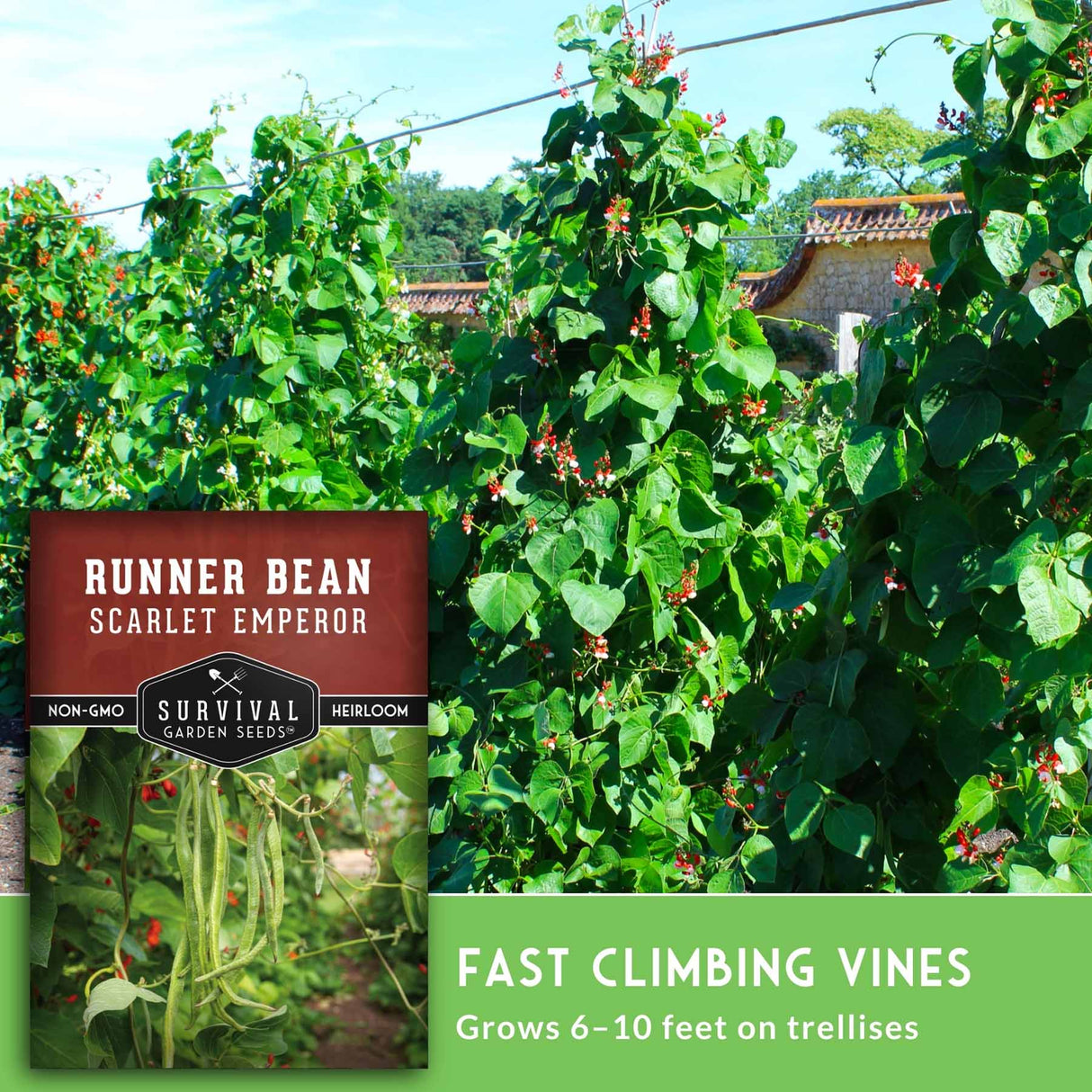 Seed packet for Survival Garden Seeds 'Runner Bean Scarlet Emperor' shown over a photo of a green trellis plant with climbing beans and small red flowers in a garden setting. Text on the image says the vines are fast climbing and grow 6-10 feet on trellises.