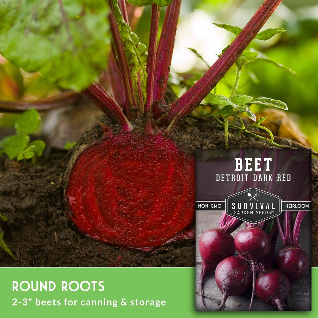 A close-up of a freshly harvested round beet with bright red roots and green leaves growing in soil, alongside a seed packet labeled 'Beet Detroit Dark Red' and text reading 'Round Roots 2-3" beets for canning & storage.'.