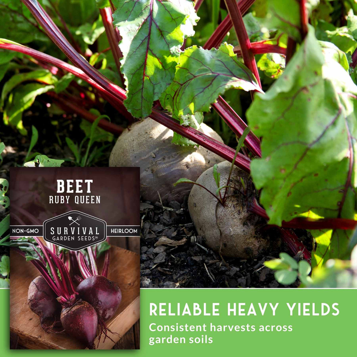 Seed packet for Survival Garden Seeds 'Beet Ruby Queen' shown over a photo of fresh beets growing in garden soil, with text reading 'Reliable Heavy Yields' and 'Consistent harvests across garden soils.'.
