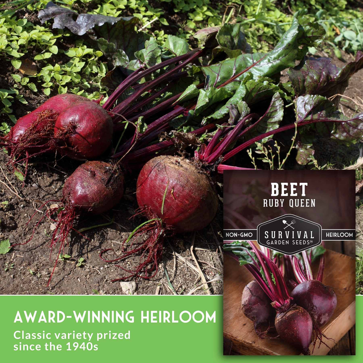Harvested red beets with dark purple stems and green leaves lying on soil, alongside a seed packet labeled 'Beet Ruby Queen' and a green text banner reading 'Award-Winning Heirloom Classic variety prized since the 1940s.'.