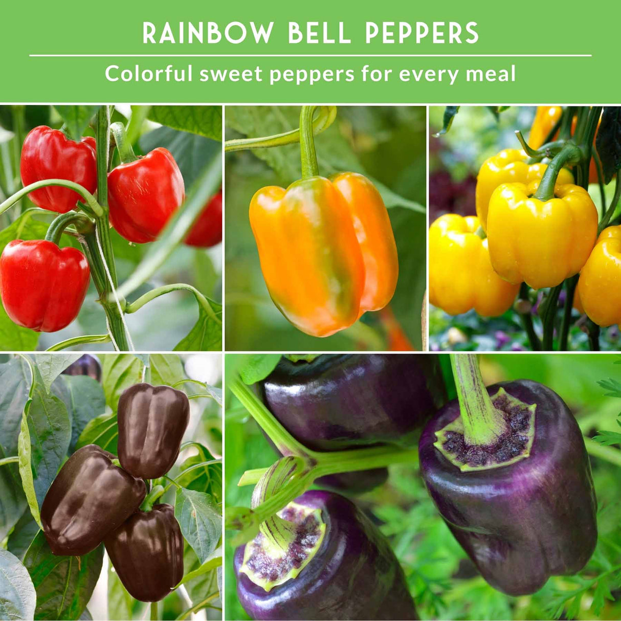 Collage of rainbow bell peppers including red, orange, yellow, and purple varieties on a green background.