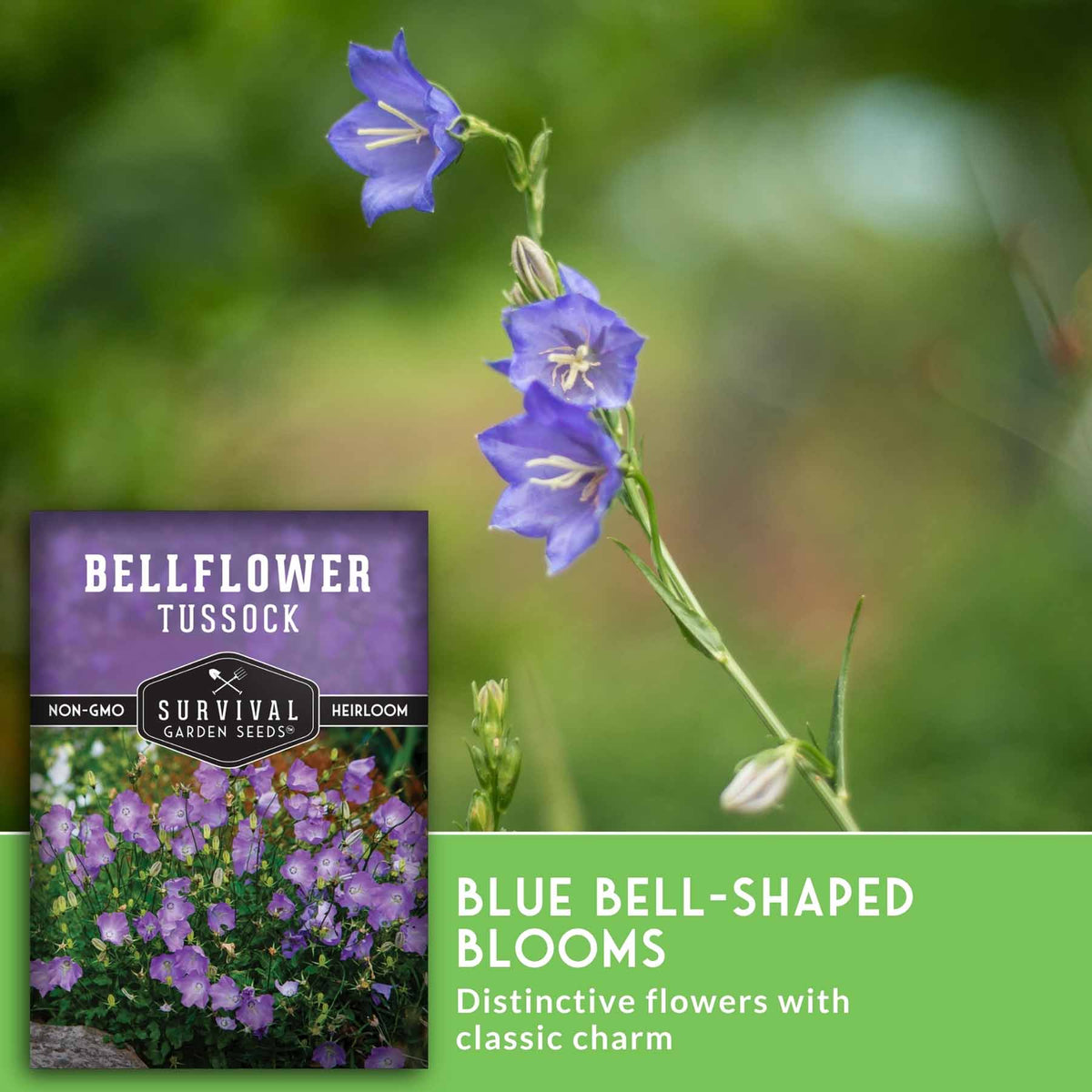 Seedling card for Survival Garden Seeds Blue Bell-Shaped Blooms bellflower tussock, featuring a close-up photo of blue bell-shaped flowers on a stem against a green blurred background, alongside the seed packet and descriptive text.