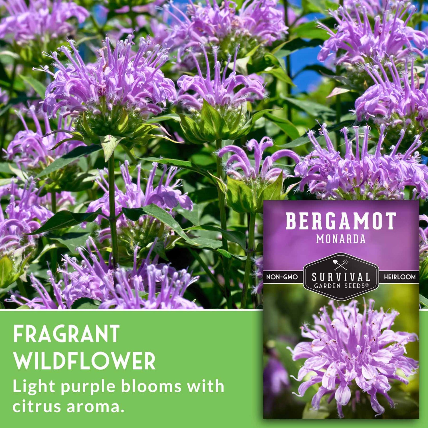 Bergamot Monarda plant with purple flowers and a seed packet labeled 'Survival Garden Seeds' on a green background.