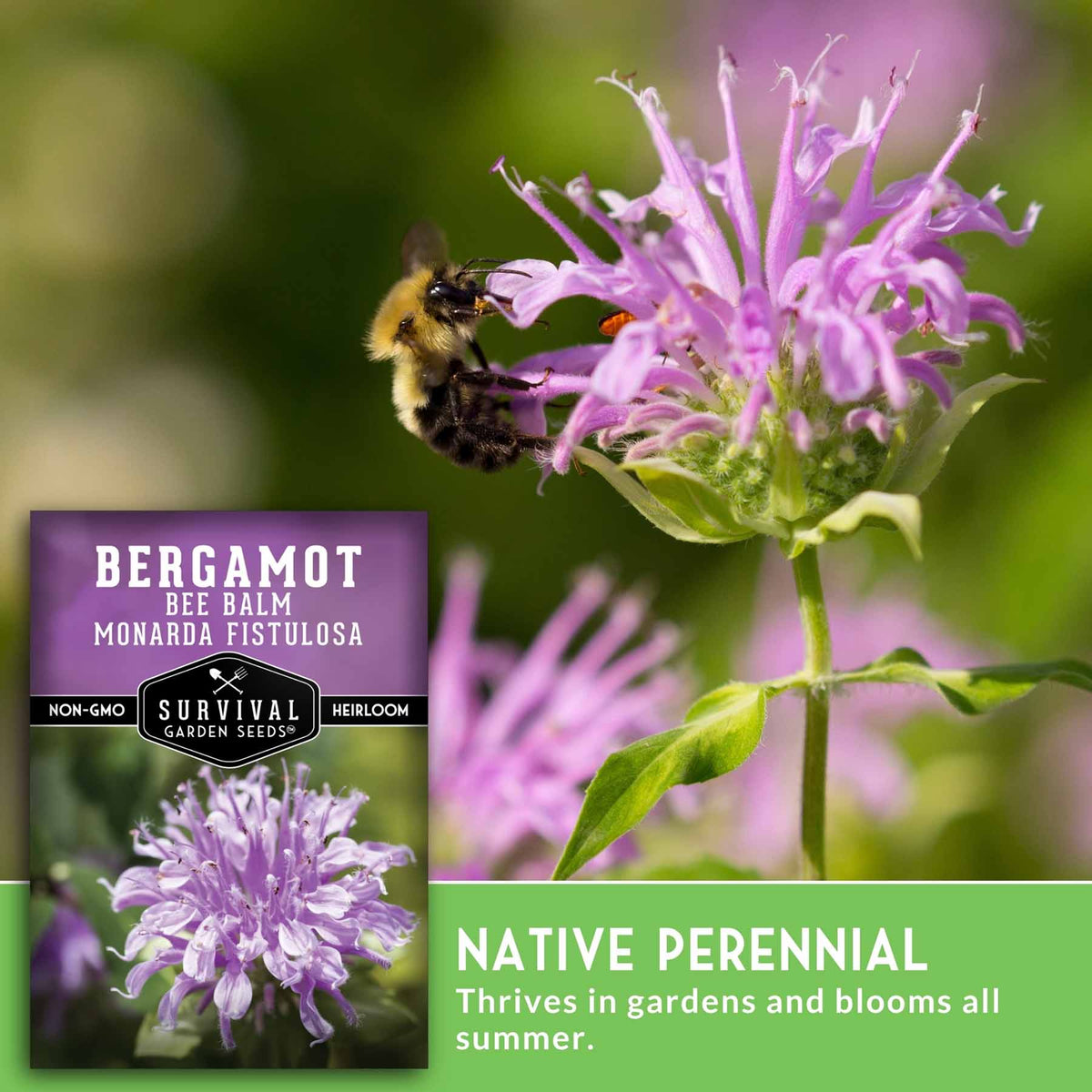 Bergamot bee balm monarda fistulosa seeds by Survival Garden Seeds, featuring a close-up of a bumblebee on a purple-blossoming flower with a product label and green text banner.