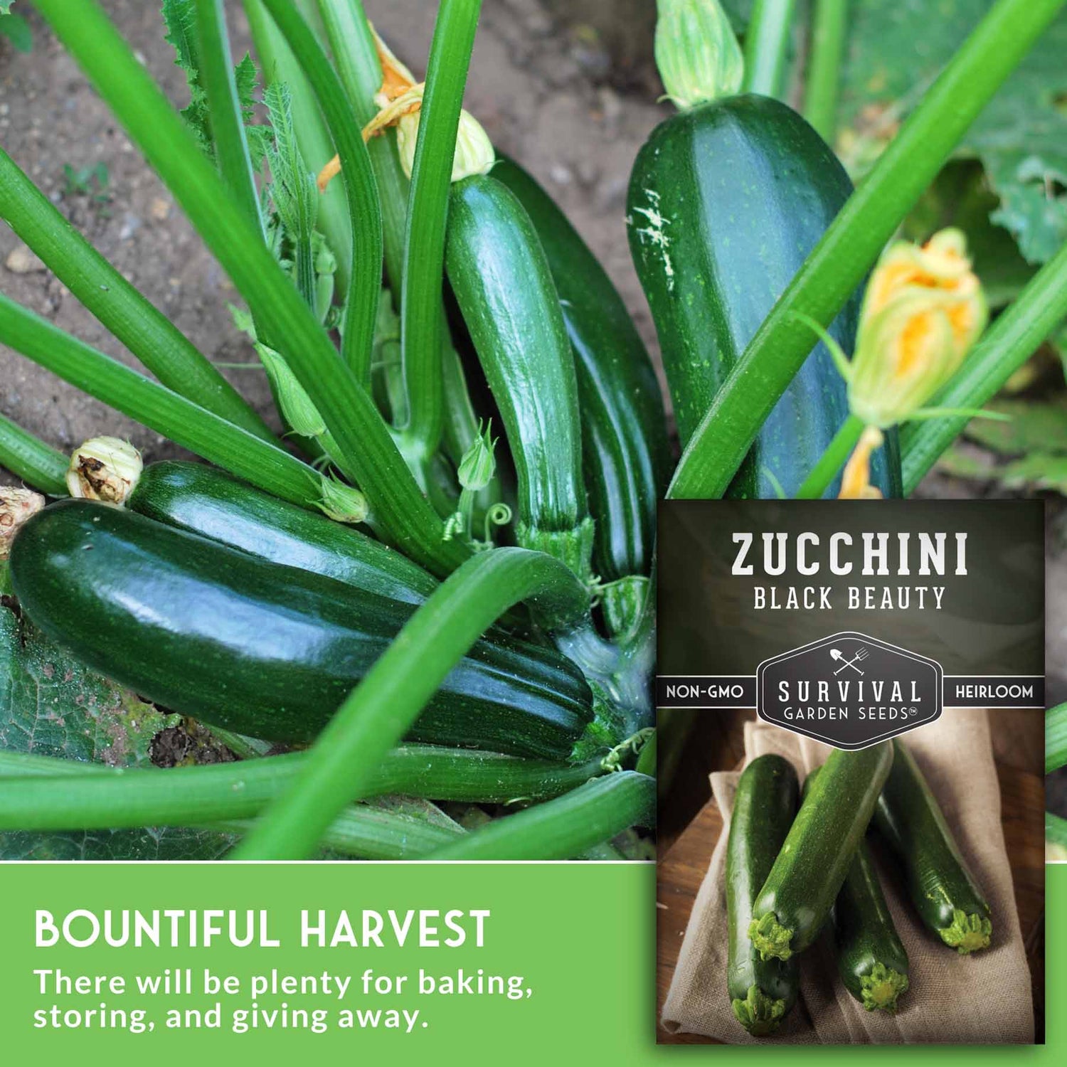 Zucchini plants with green zucchinis and a label for 'Black Beauty' zucchini seeds. Bountiful harvest