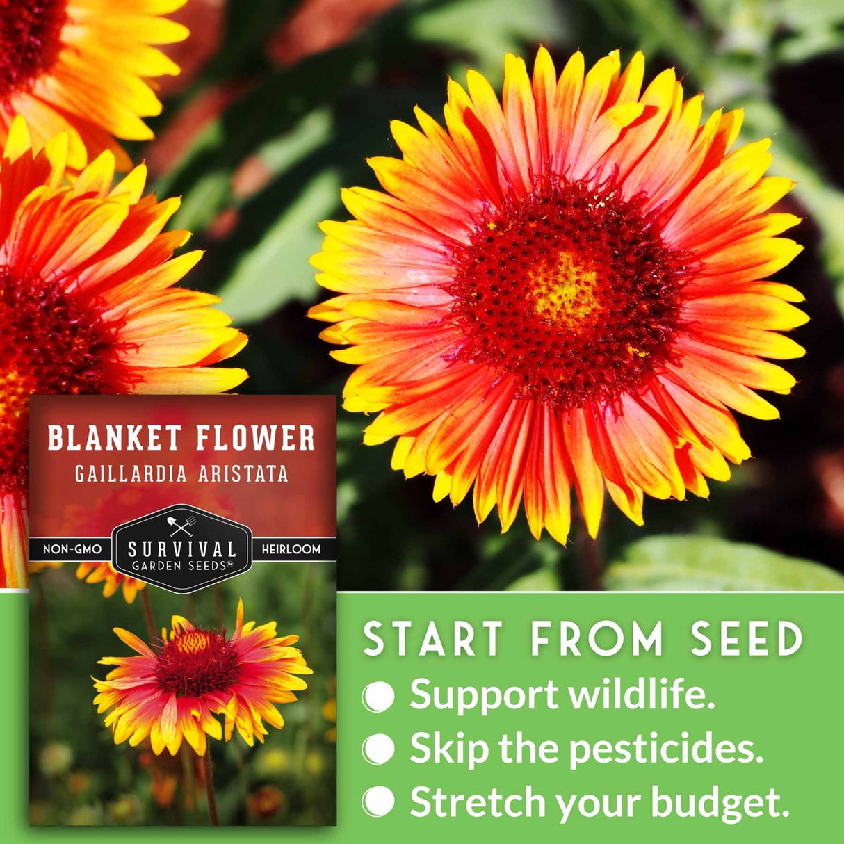 Blanket flower and seed packet with text that says Start from Seed