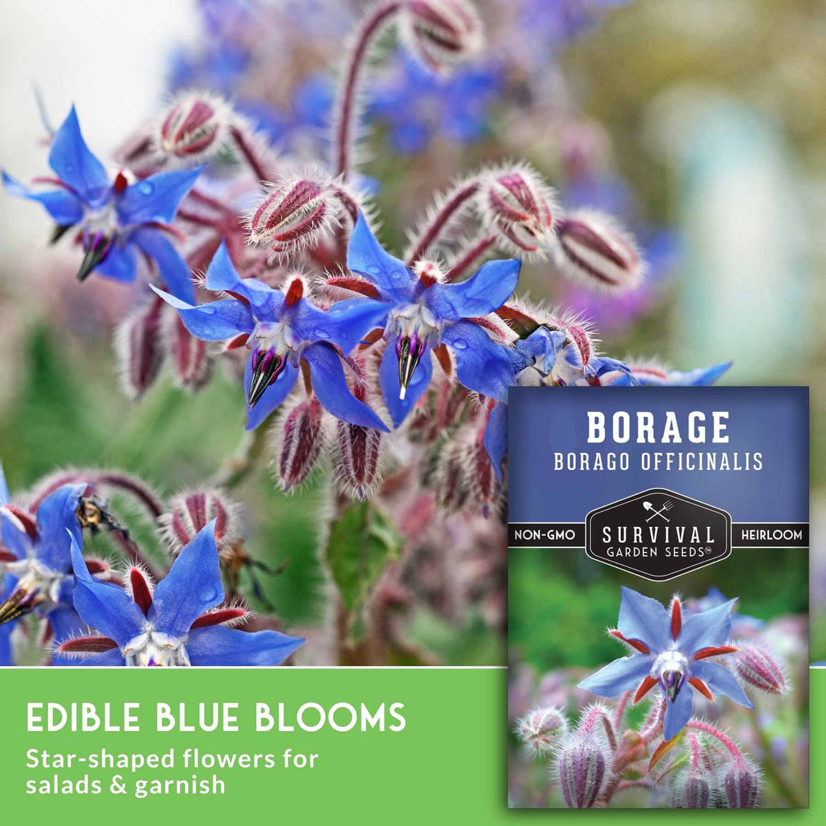 Edible blue borage flowers with star-shaped blooms and fuzzy buds, shown with a seed packet label reading 'Borage' and 'Survival Garden Seeds.'.