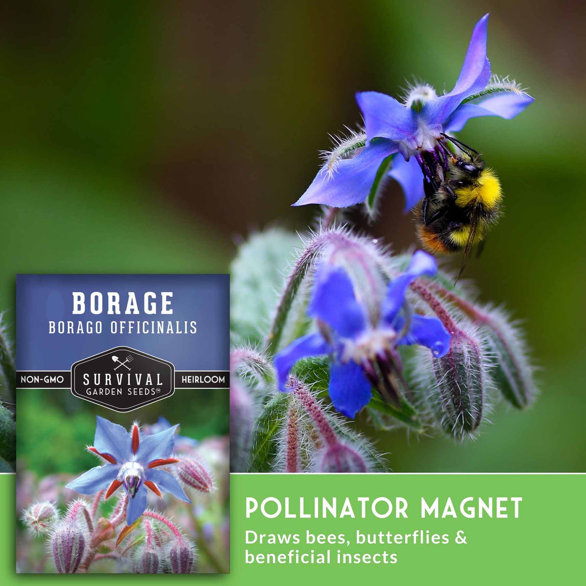 Seed packet for Survival Garden Seeds Borage (Borago Officinalis) shown next to a green banner that reads 'POLLINATOR MAGNET' with text saying it draws bees, butterflies, and beneficial insects. The main visual is a close-up photo of blue borage flowers with a bumblebee on them against a soft green background.