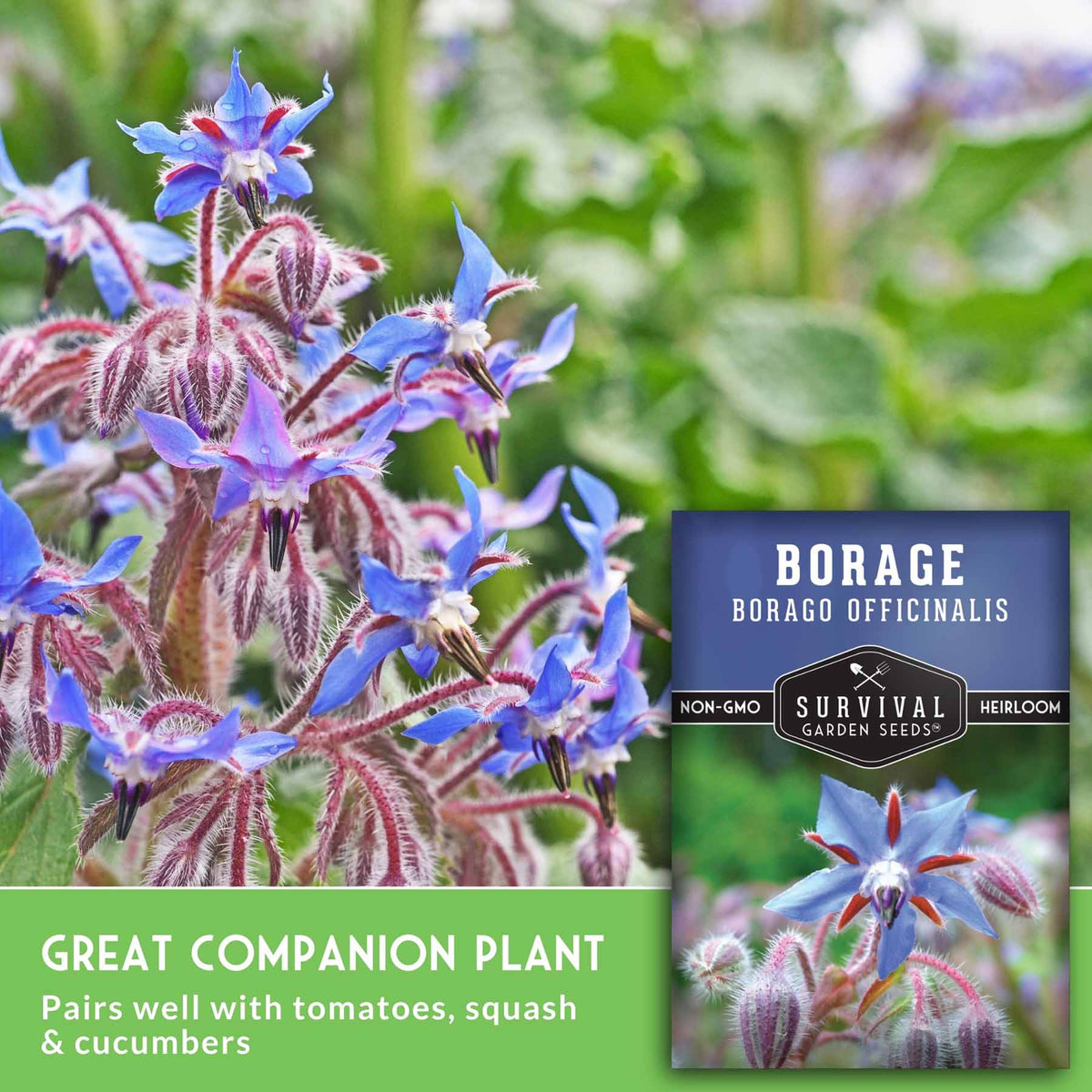 Borage plant flowers with blue-purple petals and burgundy-brown fuzzy stems, shown alongside a seed packet labeled Survival Garden Seeds Borage. Text on the image says it is a great companion plant and pairs well with tomatoes, squash & cucumbers.
