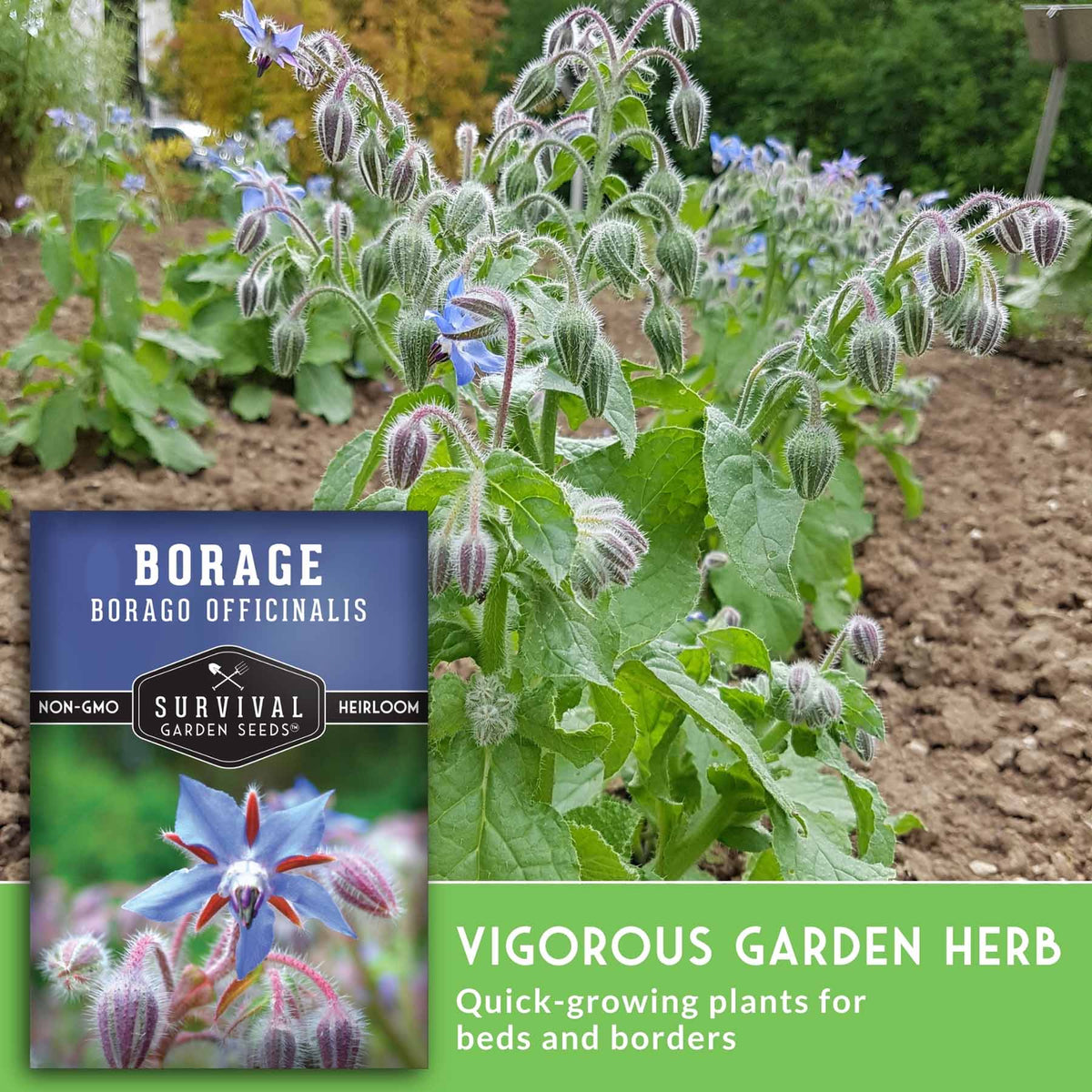 Borage plants growing in a garden bed, with a product inset showing a seed packet labeled 'Borage' and text reading 'Vigorous Garden Herb' on a green banner.