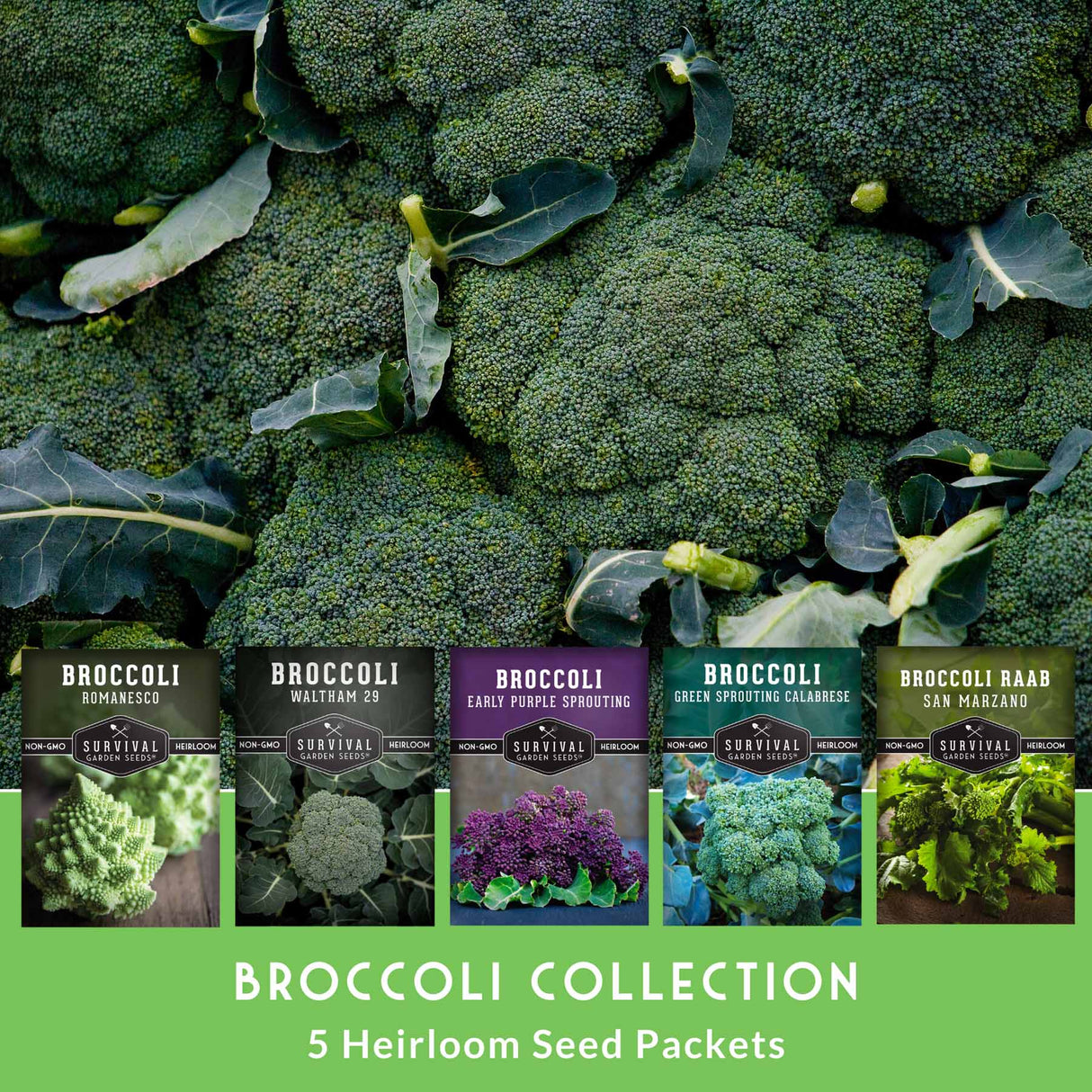 Collection of broccoli seed packets with images of different types of broccoli on a green background.