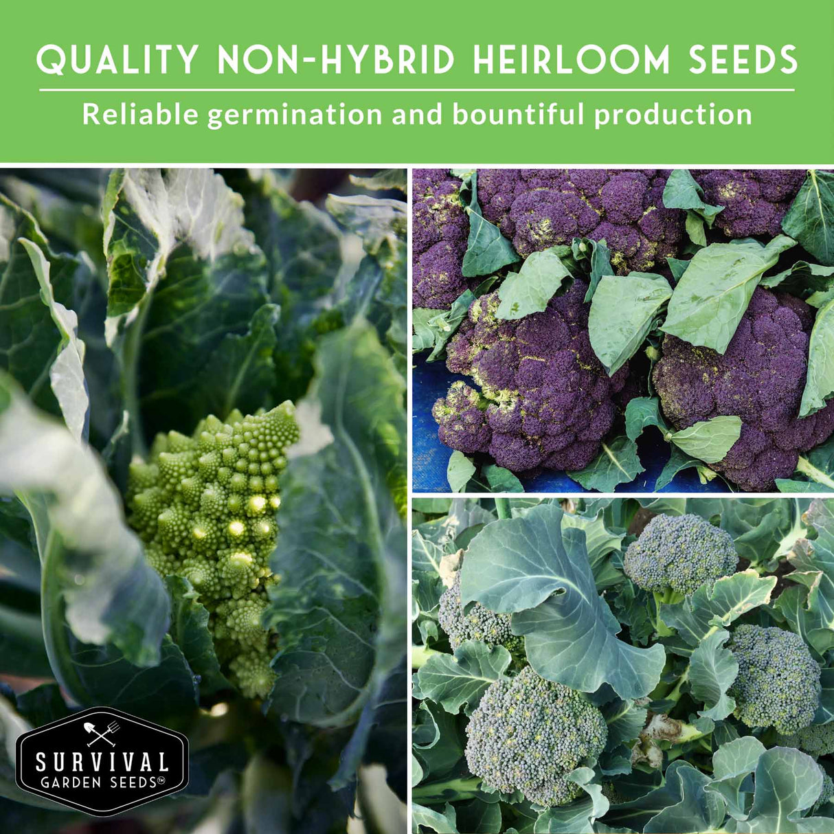 Collage of green and purple cauliflower with text about non-hybrid heirloom seeds and Survival Garden Seeds logo.