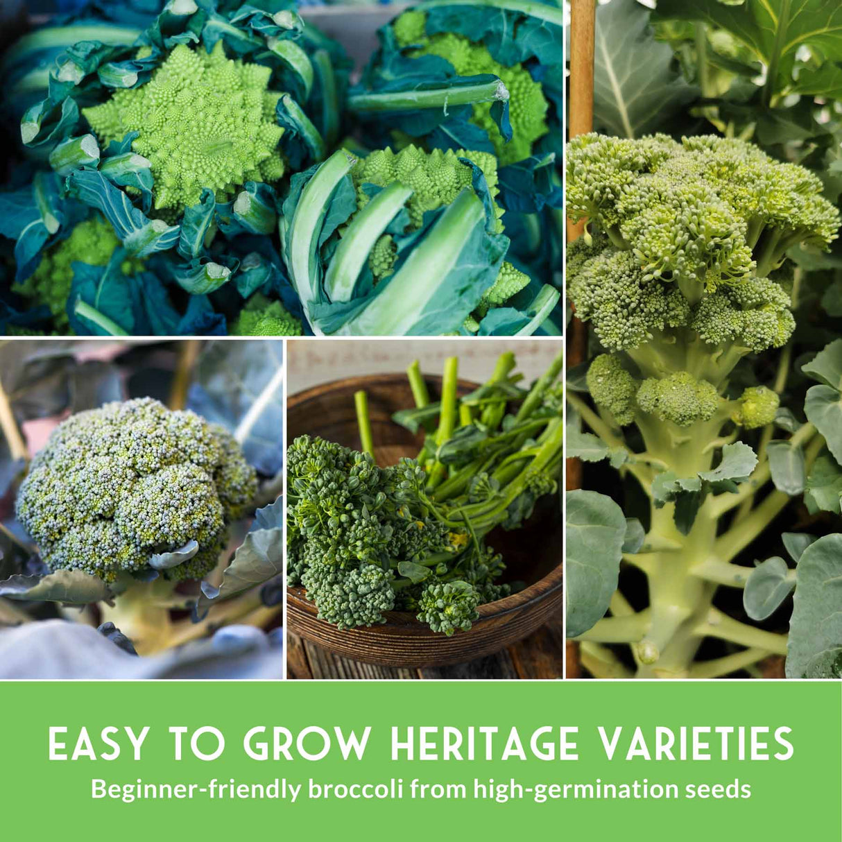 Collage of different types of broccoli with text about easy-to-grow heritage varieties.