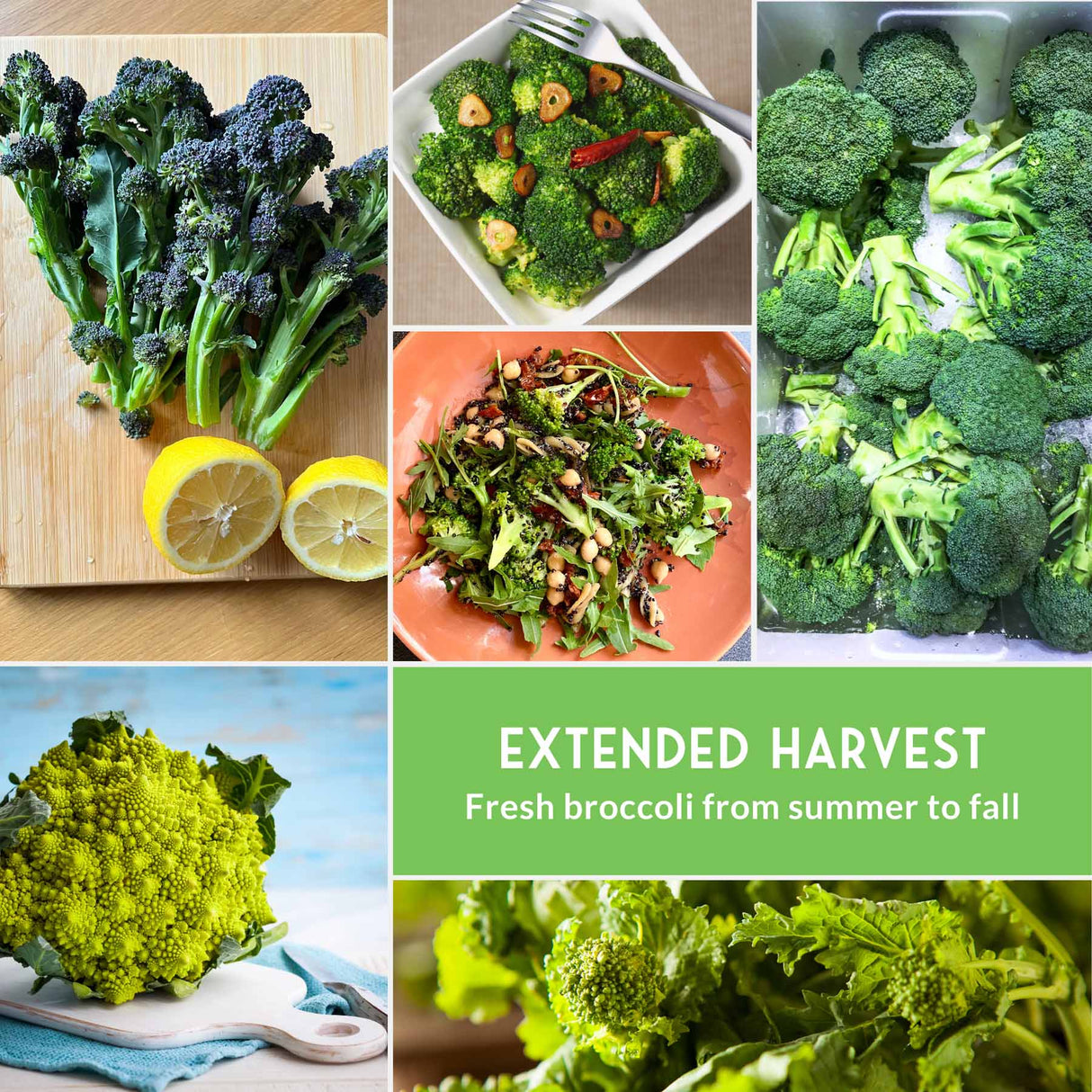 Collage of images showing broccoli in various forms and preparations with 'Extended Harvest' text.
