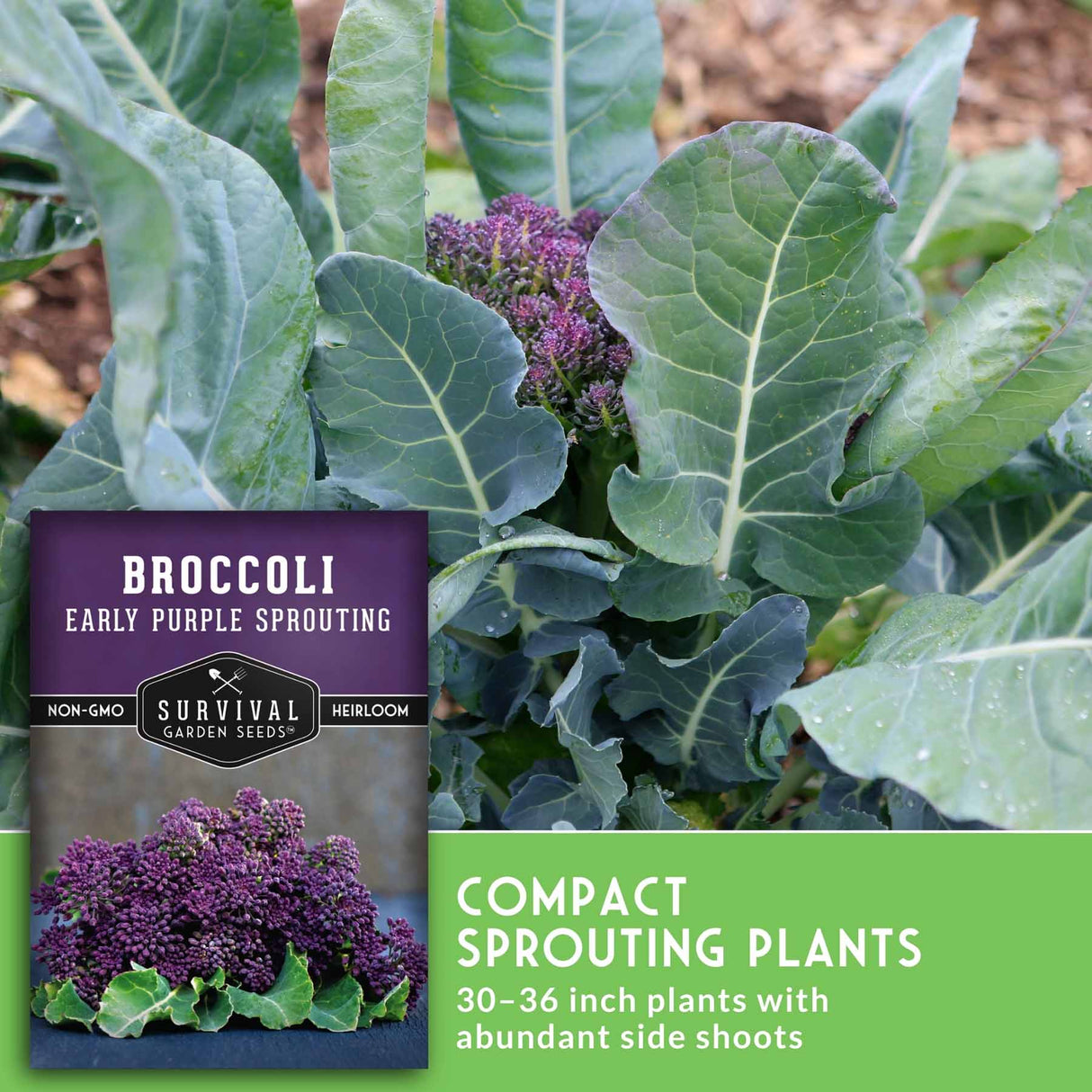 Broccoli plant growing in a garden with large green leaves and a small purple flower cluster, alongside a seed packet labeled 'Broccoli Early Purple Sprouting' and text noting compact sprouting plants.
