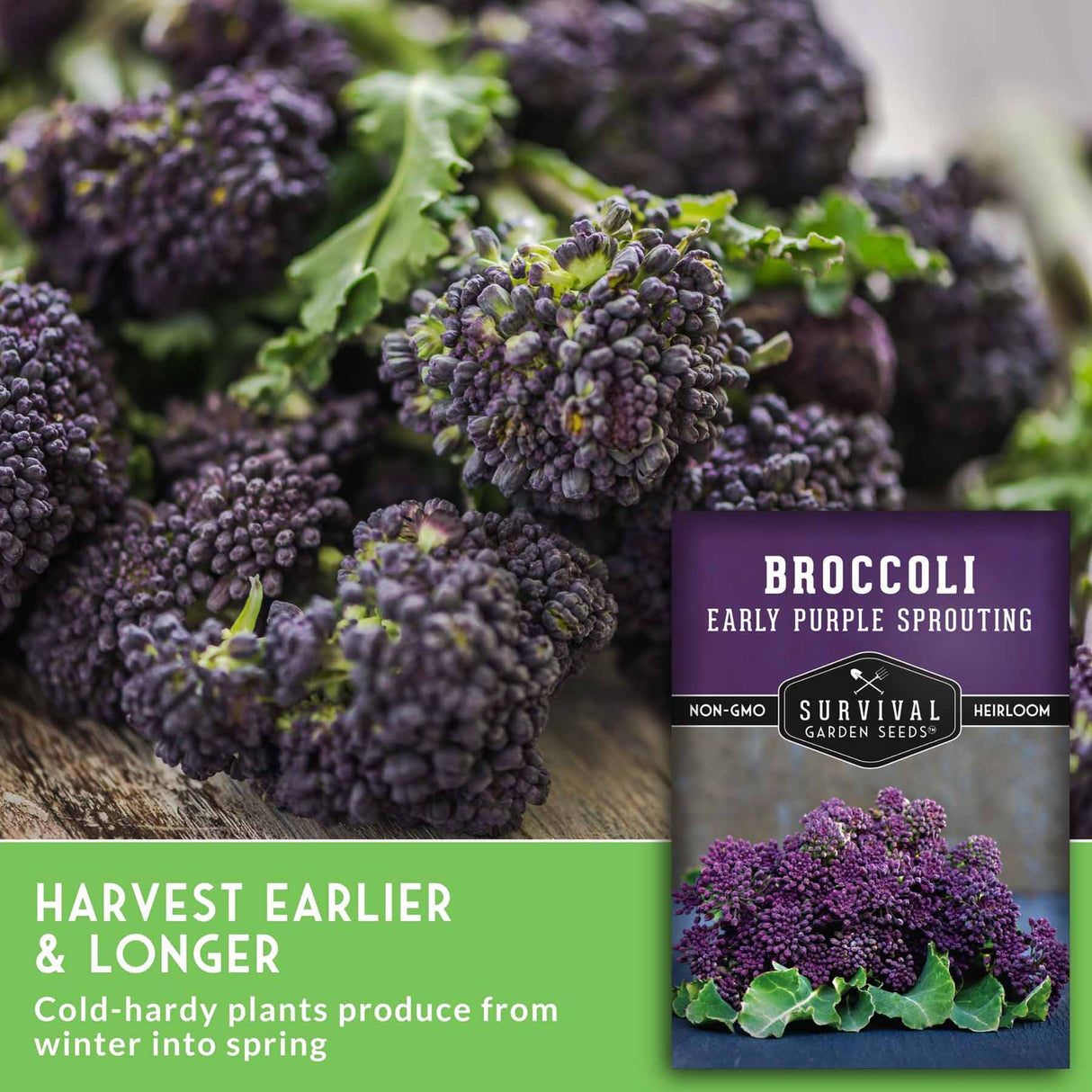Purple broccoli sprouts with green leaves shown in a close-up, alongside a seed packet labeled 'Broccoli Early Purple Sprouting' and text reading 'Harvest Earlier & Longer' and 'Cold-hardy plants produce from winter into spring.'.