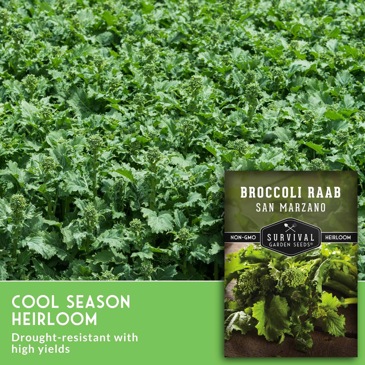 Broccoli plant field with a seed packet overlay labeled 'Broccoli Raab San Marzano' and text reading 'Cool Season Heirloom' and 'Drought-resistant with high yields.'.