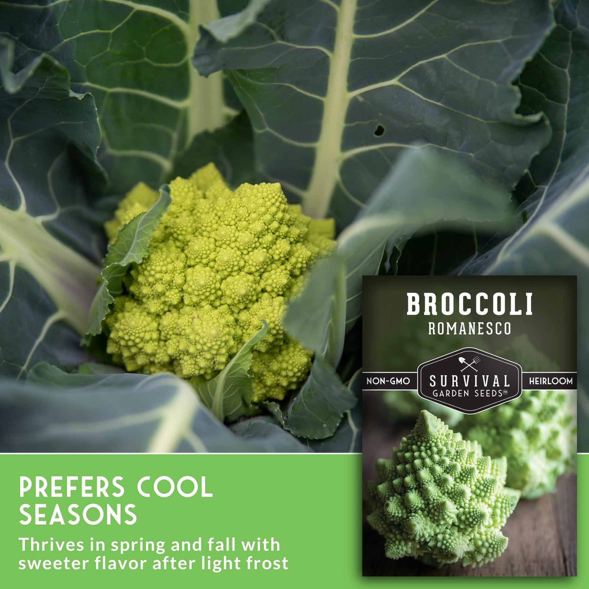 Broccoli Romanesco plant close-up with a seed packet overlay and text reading 'PREFERS COOL SEASONS' and 'Broccoli Romanesco' from Survival Garden Seeds.