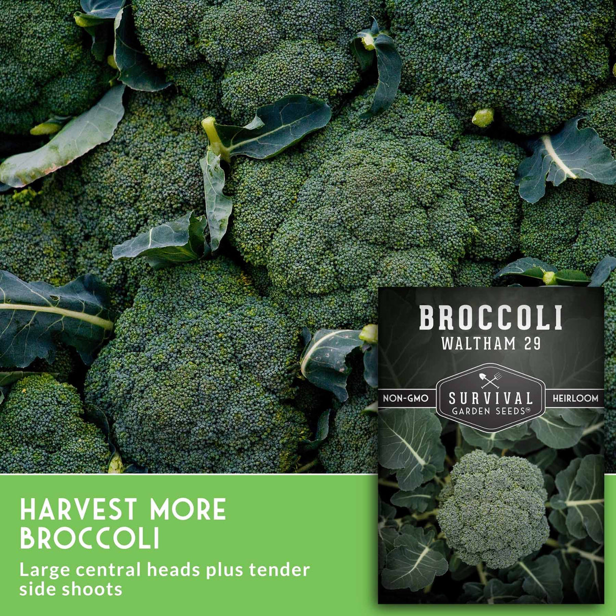 Close-up of a broccoli head with surrounding leaves, plus a seed packet labeled 'Broccoli Waltham 29' and a green text banner that reads 'Harvest More Broccoli' and 'Large central heads plus tender side shoots.'.