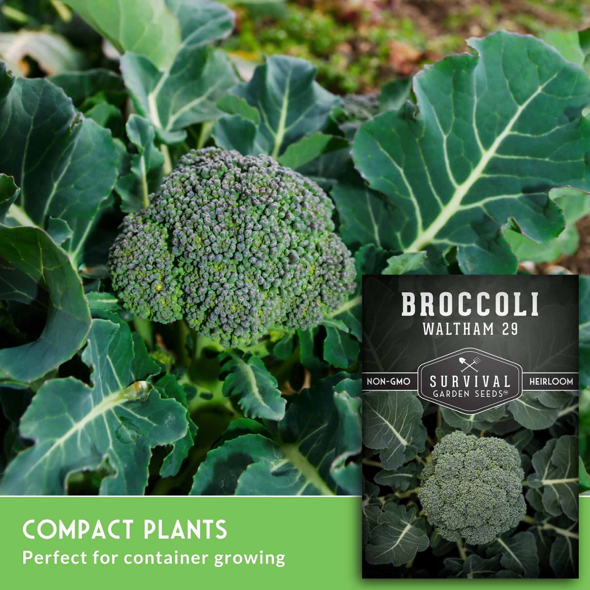 Broccoli plant in a garden with green leaves and a floret head, alongside a seed packet labeled 'Broccoli Waltham 29' and text reading 'Compact plants' and 'Perfect for container growing.'.