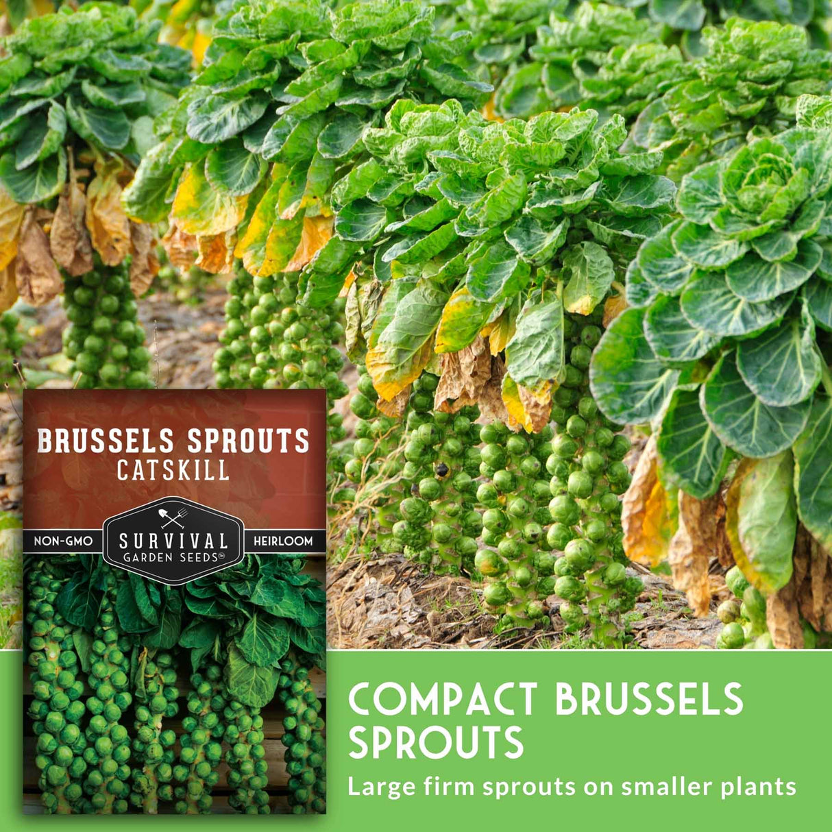 Brussels sprouts plants with a Survival Garden Seeds package in the foreground.