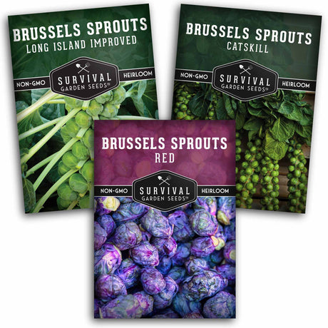 Three packages of Survival Garden Seeds Brussels Sprouts on a white background