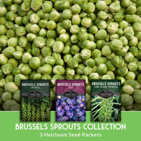Brussels sprouts with three seed packets labeled 'Catskill', 'Red', and 'Long Island Improved' on a green background.