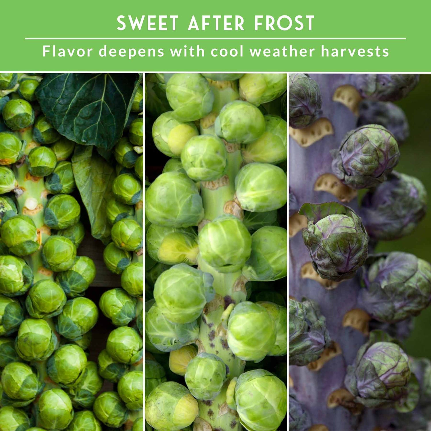Brussels sprouts with text 'Sweet After Frost' on a green background