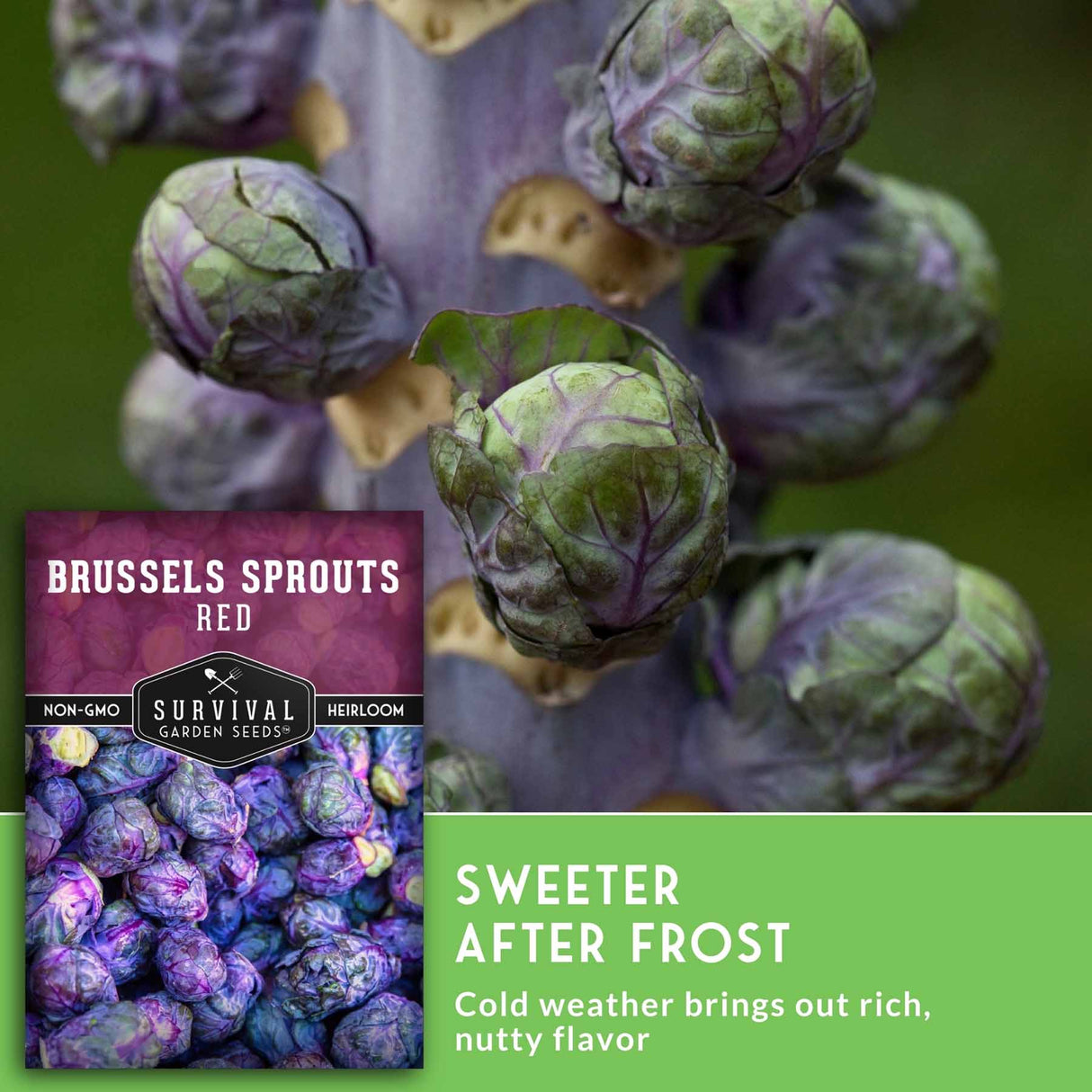 Seedling photo of Brussels sprouts on a plant with several green and purple heads visible. A product inset at lower left shows packaged Brussels sprouts labeled 'Red' with the Survival Garden Seeds brand.