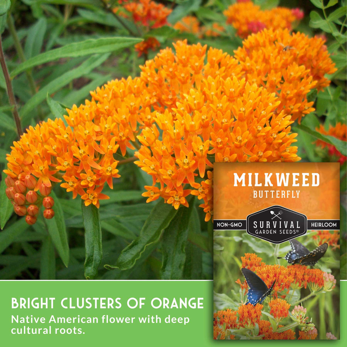 Orange milkweed flowers with a seed packet labeled 'Milkweed Butterfly' from Survival Garden Seeds.