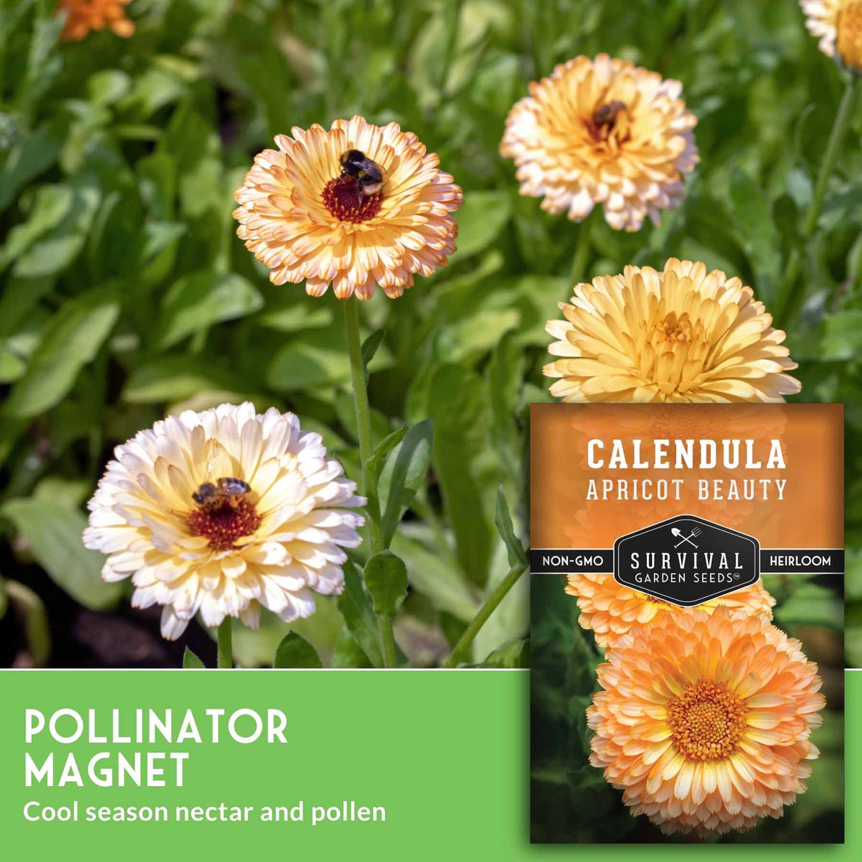 Calendula seeds packet with flowers in the background