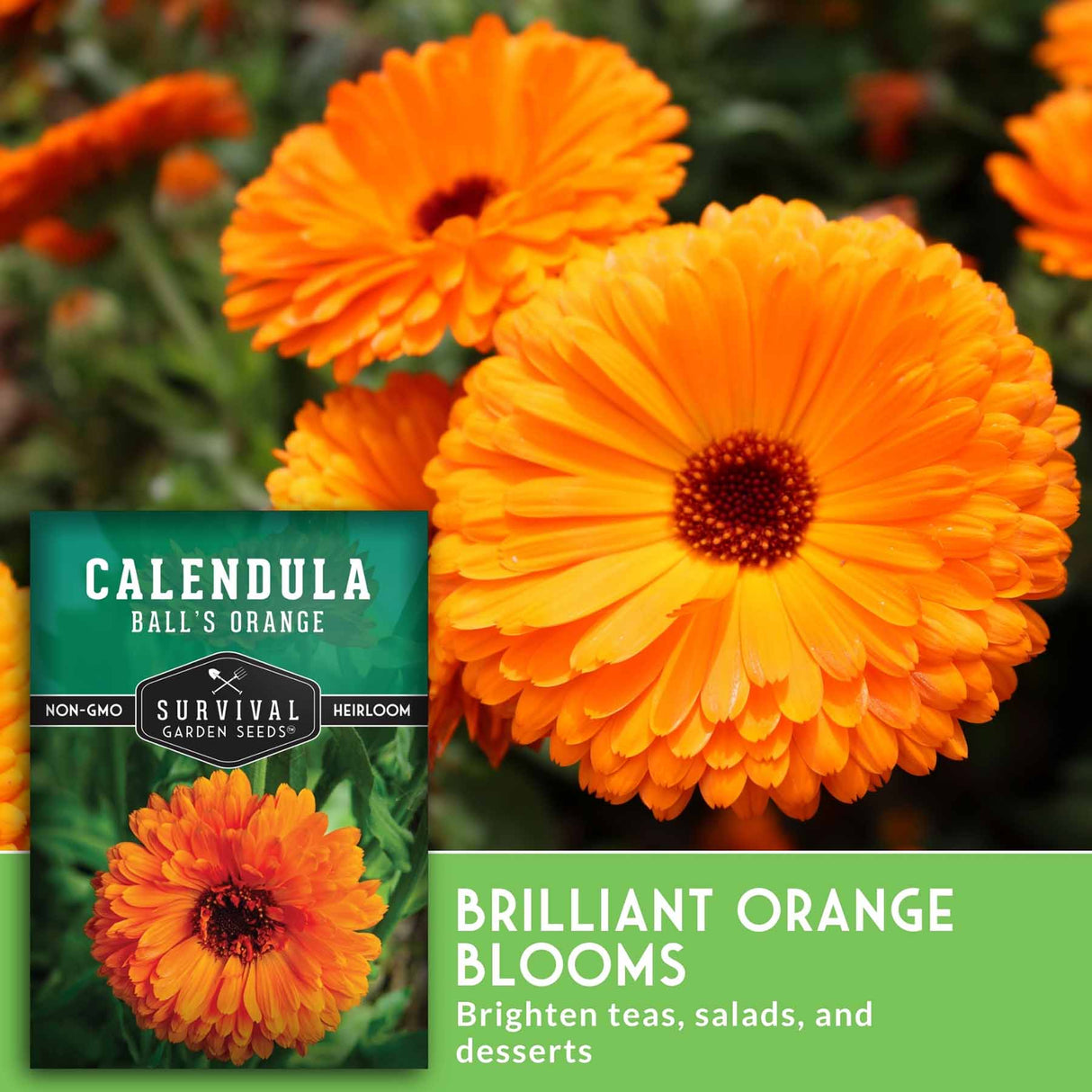Calendula seeds packet with bright orange flowers in the background