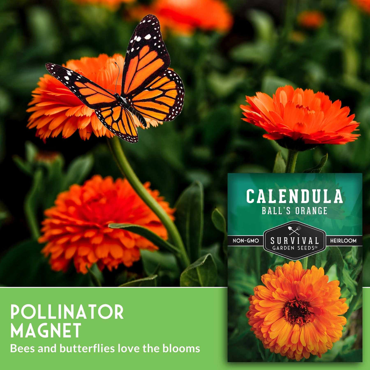 Orange flowers with a butterfly and a package of Calendula Survival Garden Seeds.