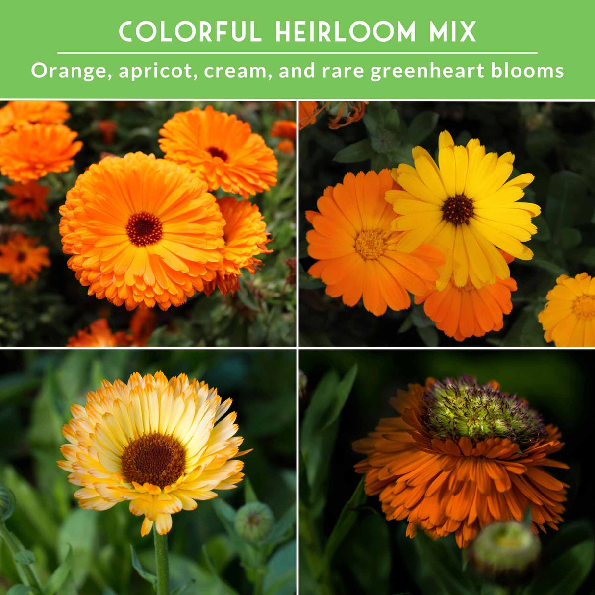 Collage of colorful heirloom flowers including orange, apricot, cream, and greenheart blooms.