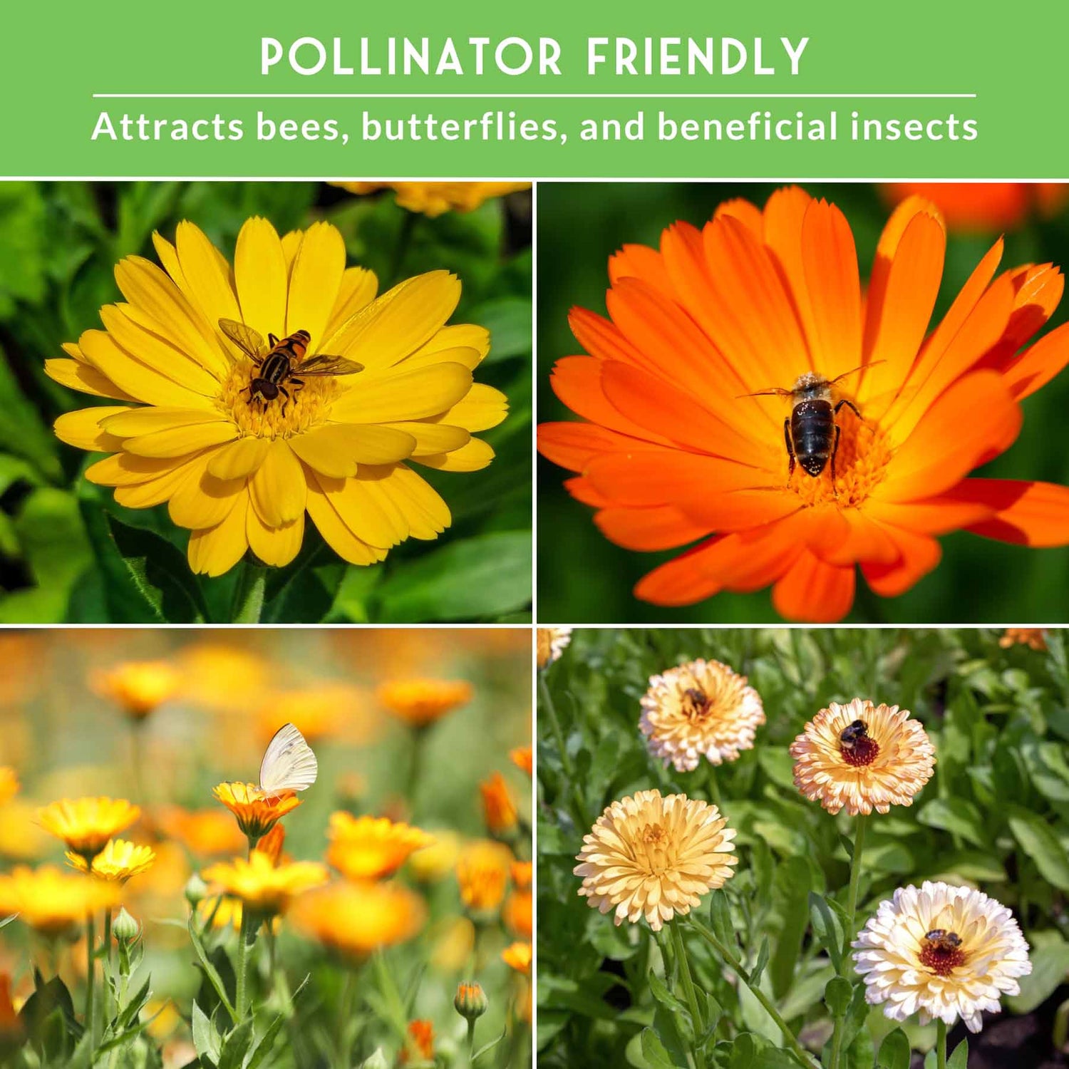 bees on calendula flowers with text that says Pollinator Friendly