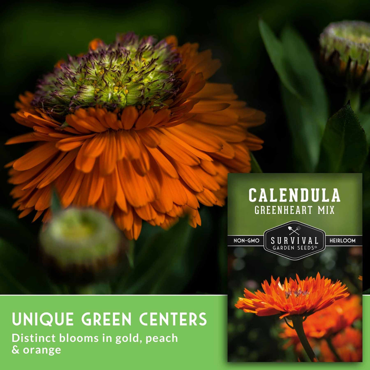 A close-up of an orange calendula flower with a green heart-shaped center, alongside a seed packet labeled 'Calendula Greenheart Mix' and marketing text about unique green centers and gold, peach, and orange blooms.